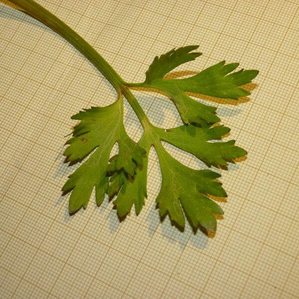 Ranunculus trilobus Leaf