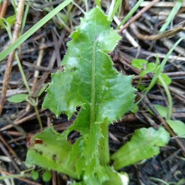 Lactuca tuberosa List