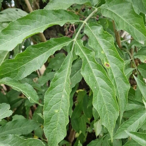 Sambucus nigra 葉