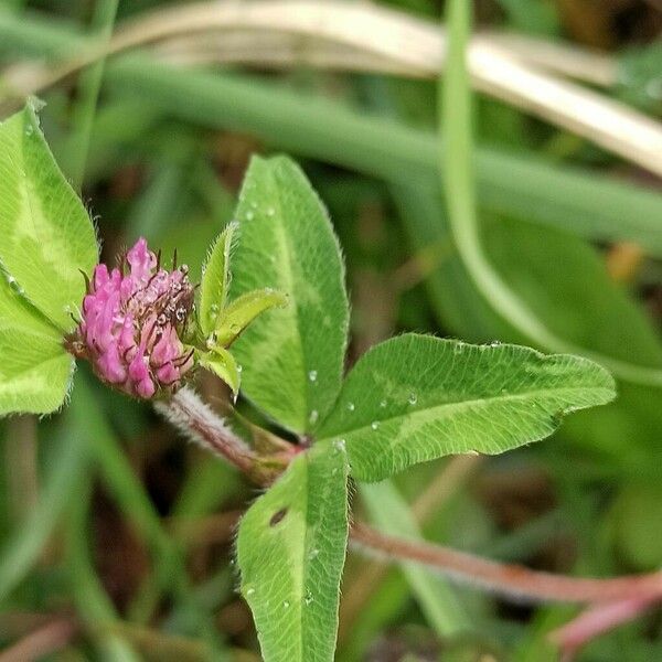 Trifolium medium Levél