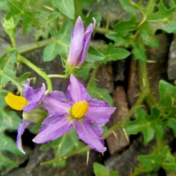 Solanum virginianum Blomma