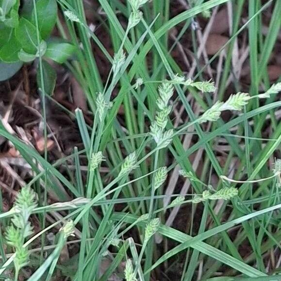 Carex canescens Ffrwyth