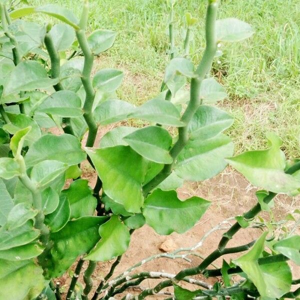 Euphorbia tithymaloides Foglia