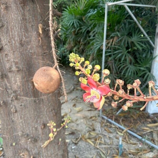 Couroupita guianensis ফুল