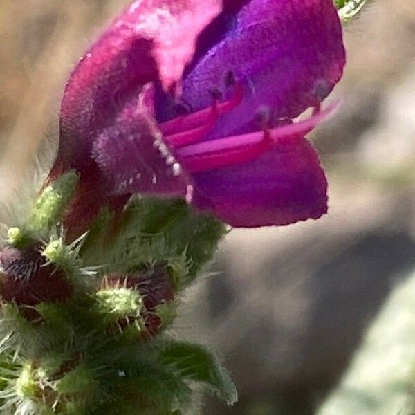 Echium sabulicola Õis