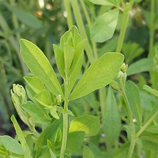 Baptisia australis Foglia