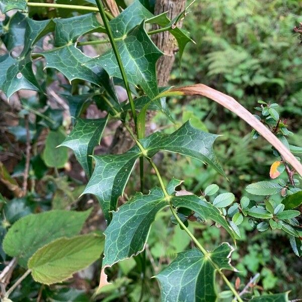 Mahonia napaulensis Leaf