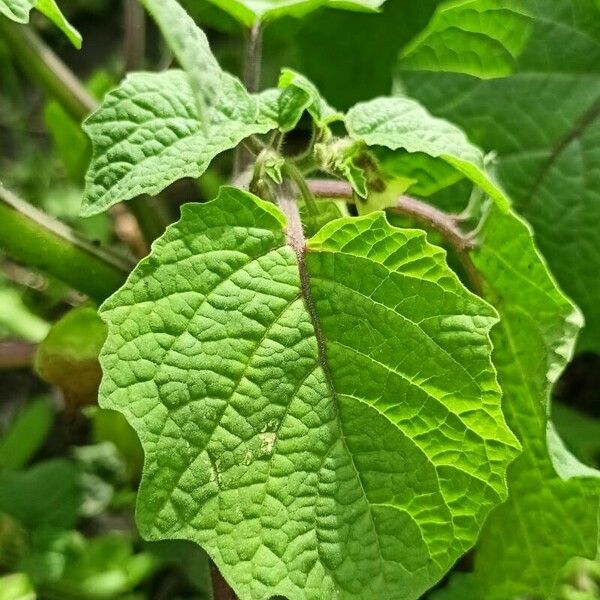 Physalis peruviana Frunză