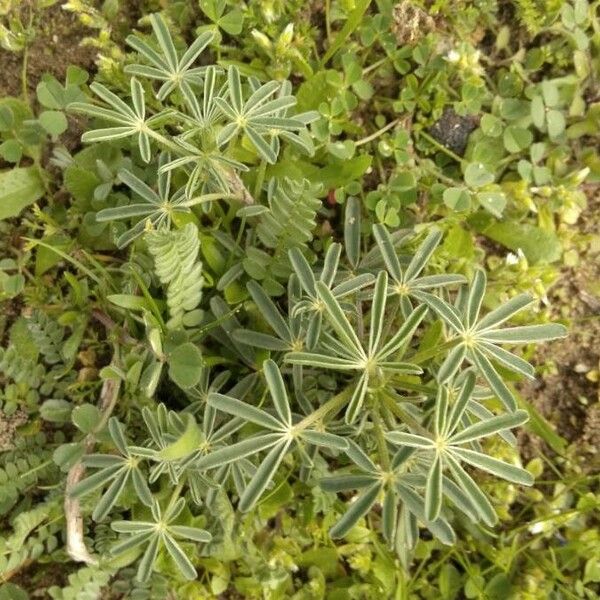 Lupinus angustifolius Blatt