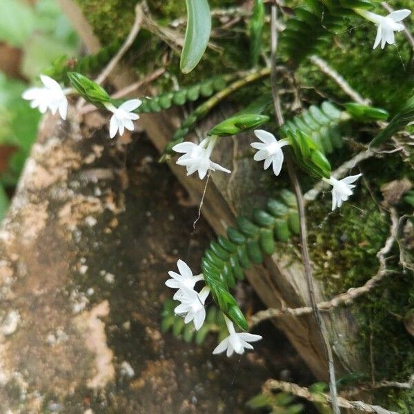 Angraecum distichum Žiedas