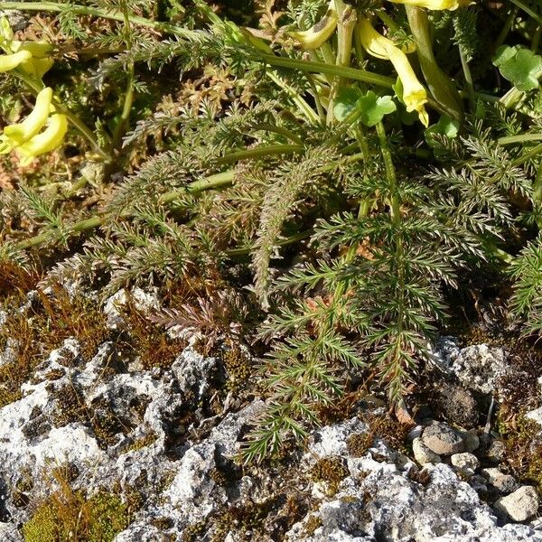 Corydalis cheilanthifolia Folla