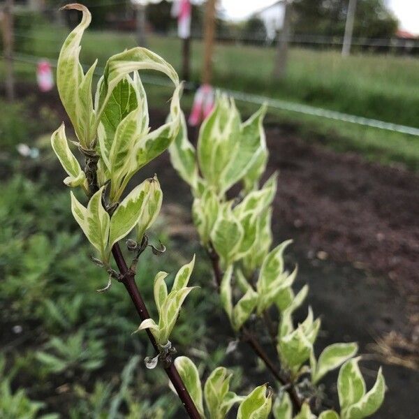 Cornus alba برگ