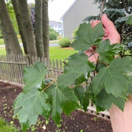 Acer rubrum Leaf