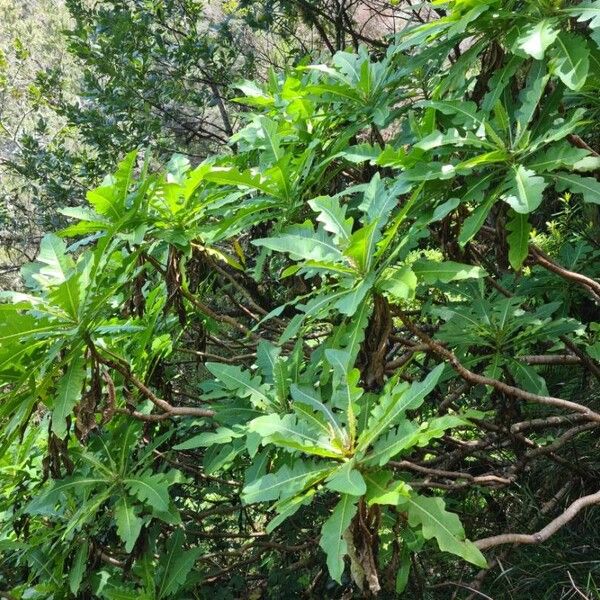 Sonchus fruticosus Blad