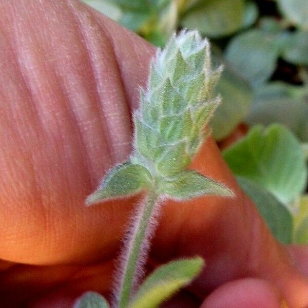 Nelsonia canescens Žiedas