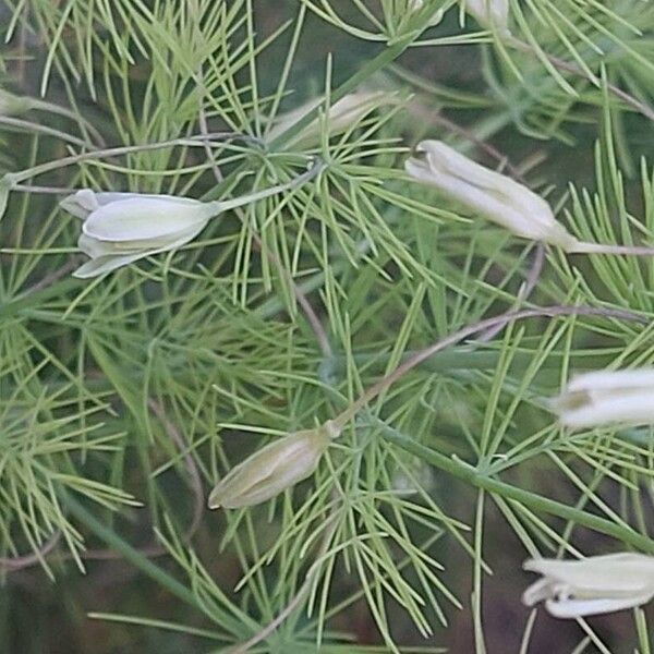 Asparagus tenuifolius Flor