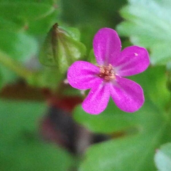 Geranium lucidum പുഷ്പം