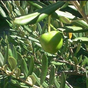 Olea europaea फल