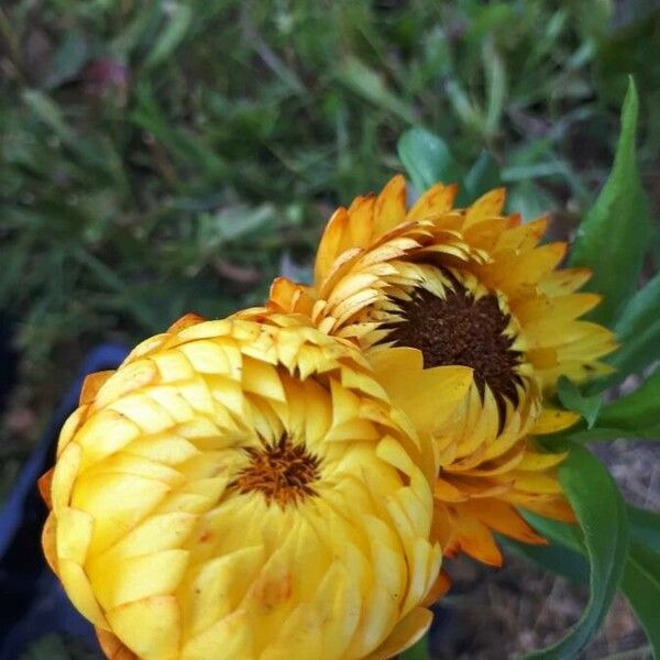 Xerochrysum bracteatum Fiore