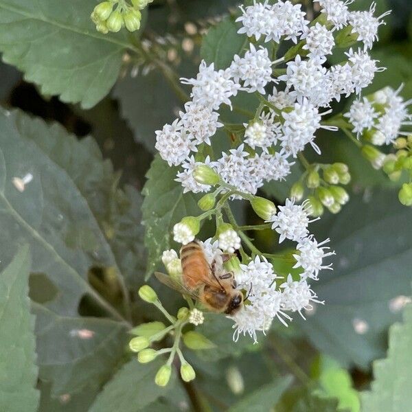 Ageratina altissima Λουλούδι