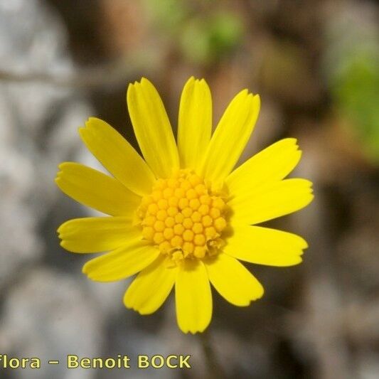 Jacobaea minuta Flower