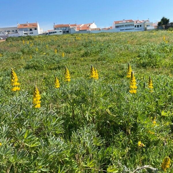 Lupinus luteus Flor