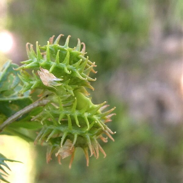 Medicago polymorpha 果實