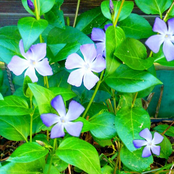 Vinca major Kvet