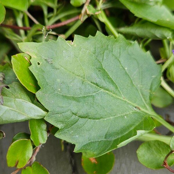 Campanula poscharskyana Leaf