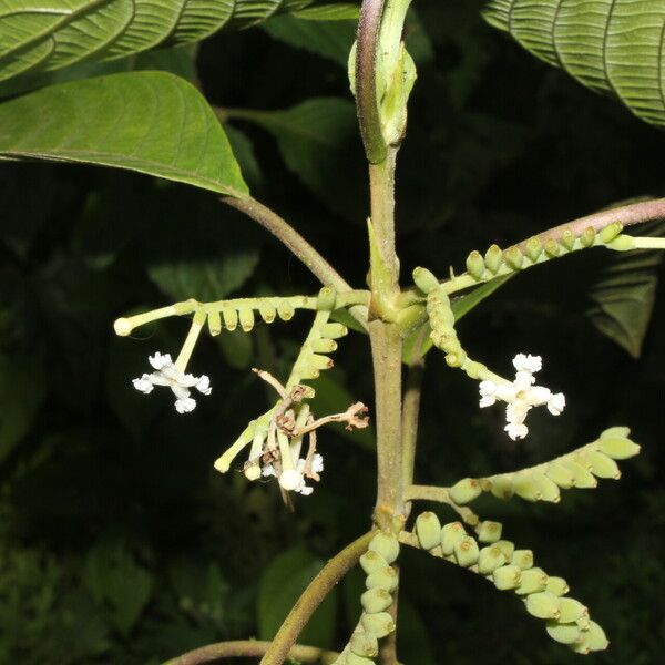 Guettarda crispiflora 花