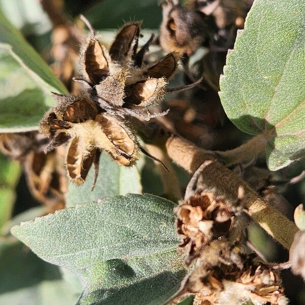 Melhania ovata Fruit