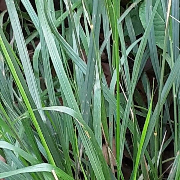 Calamagrostis epigejos Leaf