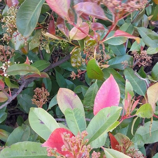 Photinia fraseri Blad