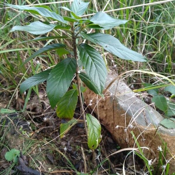 Frangula caroliniana Blad