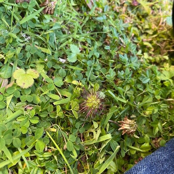 Acaena novae-zelandiae Fruchs