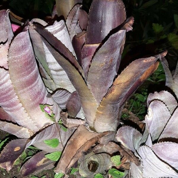 Aechmea nudicaulis Leaf