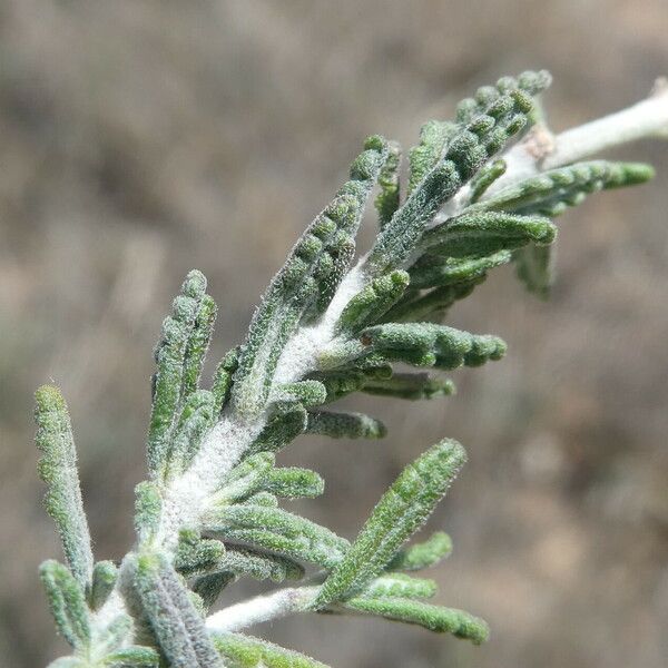 Teucrium polium ഇല