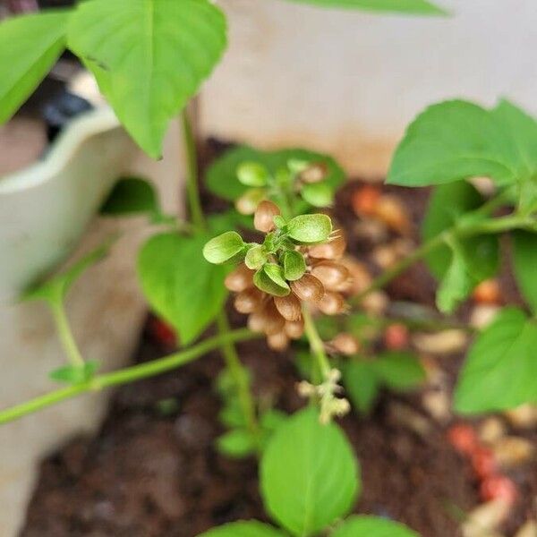 Ocimum campechianum Leht