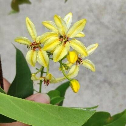 Tristellateia australasiae Λουλούδι
