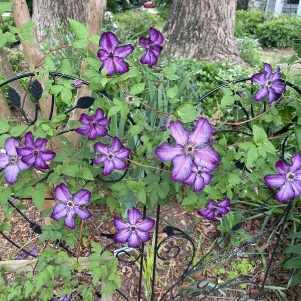 Clematis viticella Flor