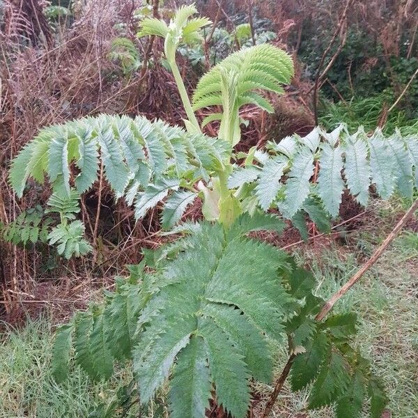 Melianthus major Leaf