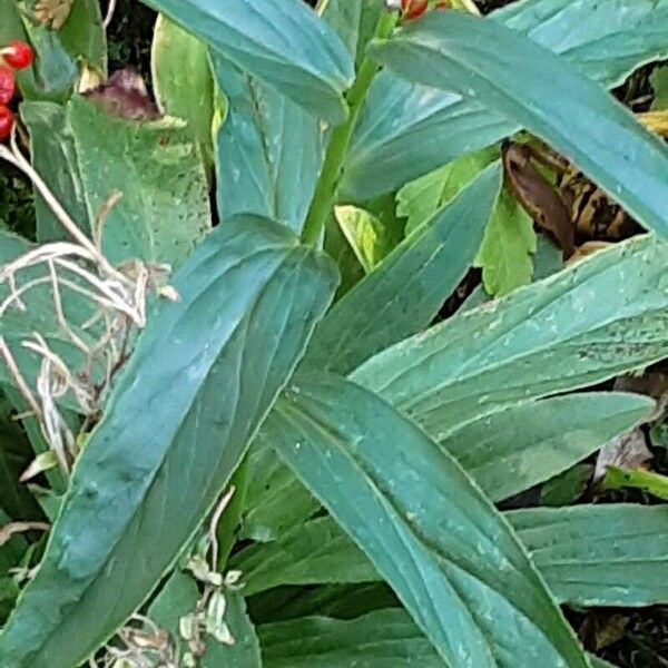 Digitalis lutea পাতা