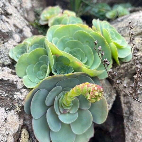 Aeonium aureum Blad