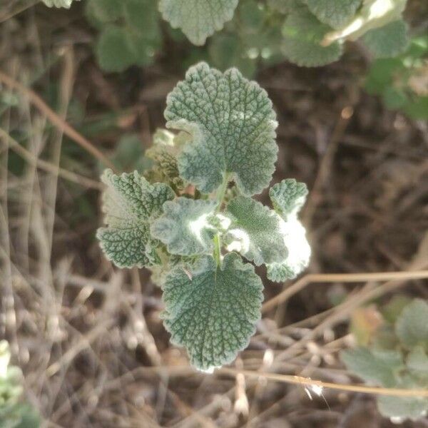 Marrubium vulgare Blatt