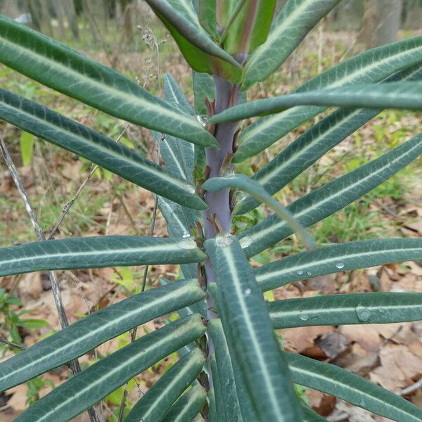 Euphorbia lathyris Frunză