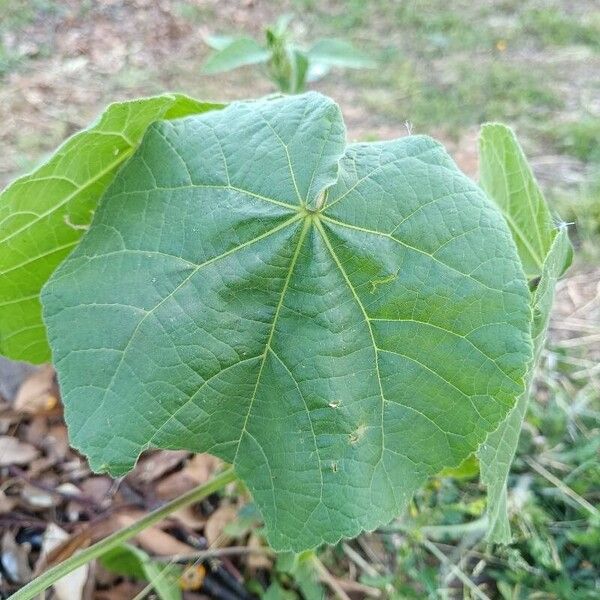 Abutilon theophrasti List