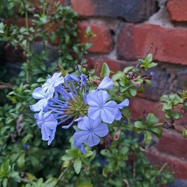 Plumbago auriculata പുഷ്പം