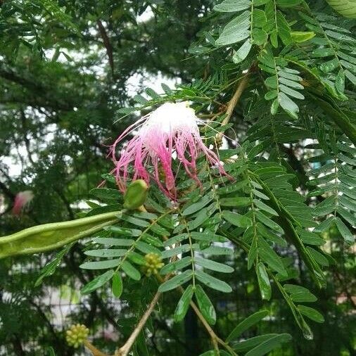 Calliandra surinamensis 花