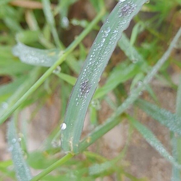 Echinochloa colonum Hoja