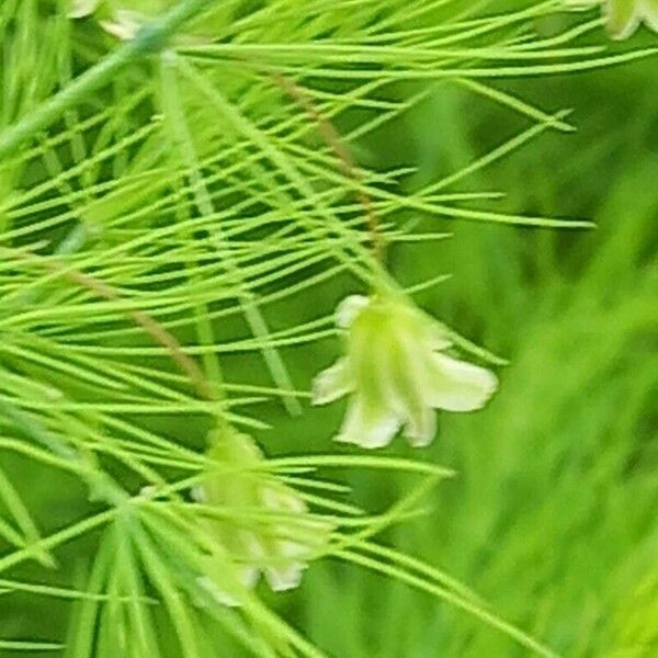 Asparagus tenuifolius Flower